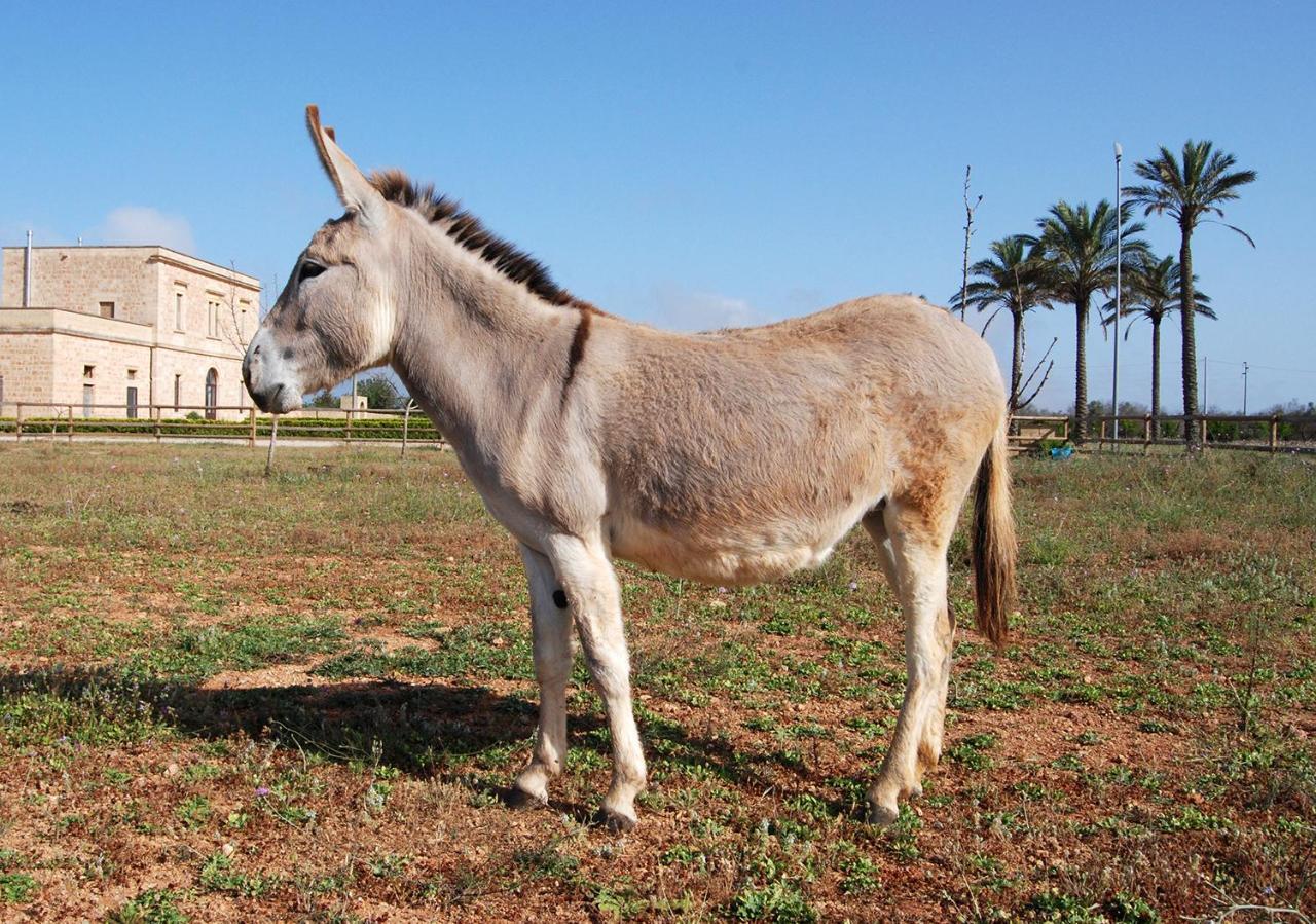 Masseria Galatea Agriturismo Алессано Экстерьер фото